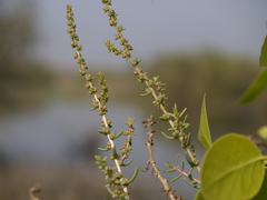 Suaeda maritima