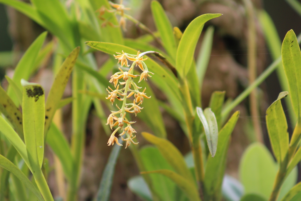 Epidendrum tequendamae