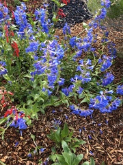 Penstemon cyananthus