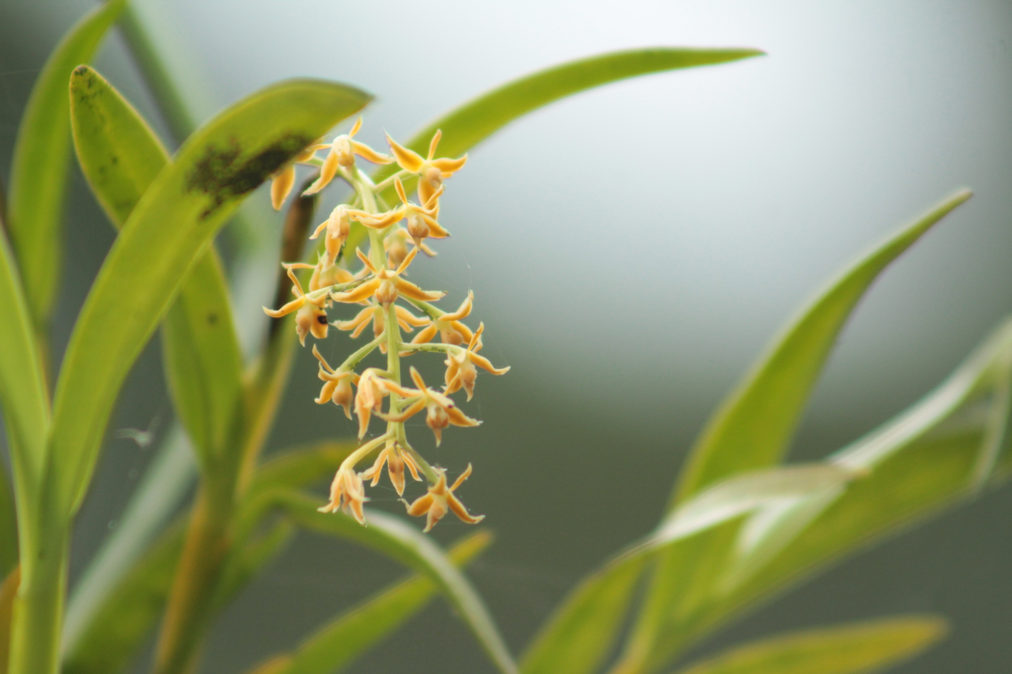 Epidendrum tequendamae F.Lehm. & Kraenzl. 3