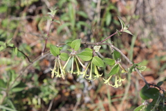 Bouvardia multiflora
