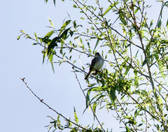 Vireo solitarius