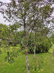 Taxus chinensis