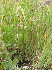 Disperis cardiophora