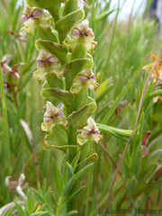 Disperis cardiophora