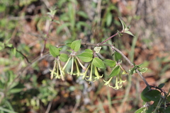 Bouvardia multiflora