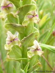 Disperis cardiophora