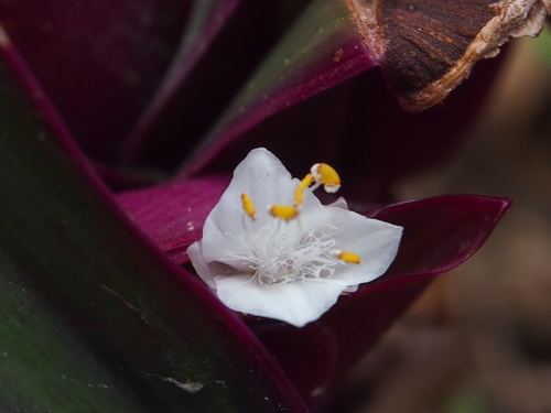 Tradescantia spathacea