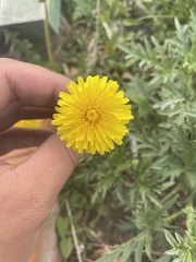 Taraxacum officinale