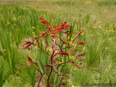 Crocosmia paniculata
