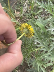 Taraxacum officinale