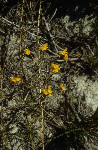 Image of Aspalathus divaricata by (c) Tom Lloyd Evans, some rights reserved (CC BY-SA)