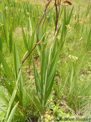 Crocosmia paniculata