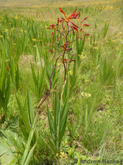 Crocosmia paniculata