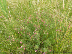 Indigofera tristoides