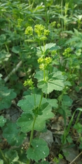 Alchemilla tubulosa