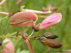 Indigofera tristoides