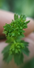 Alchemilla tubulosa