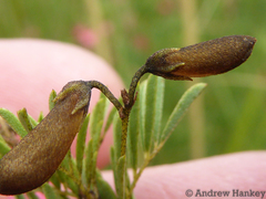 Indigofera tristoides