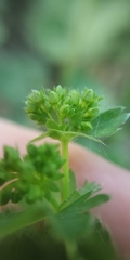 Alchemilla tubulosa