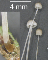 Mycena subdebilis