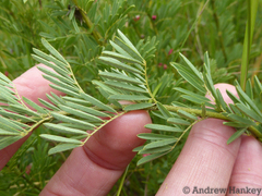 Indigofera tristoides