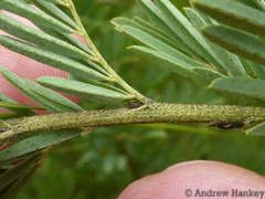 Indigofera tristoides