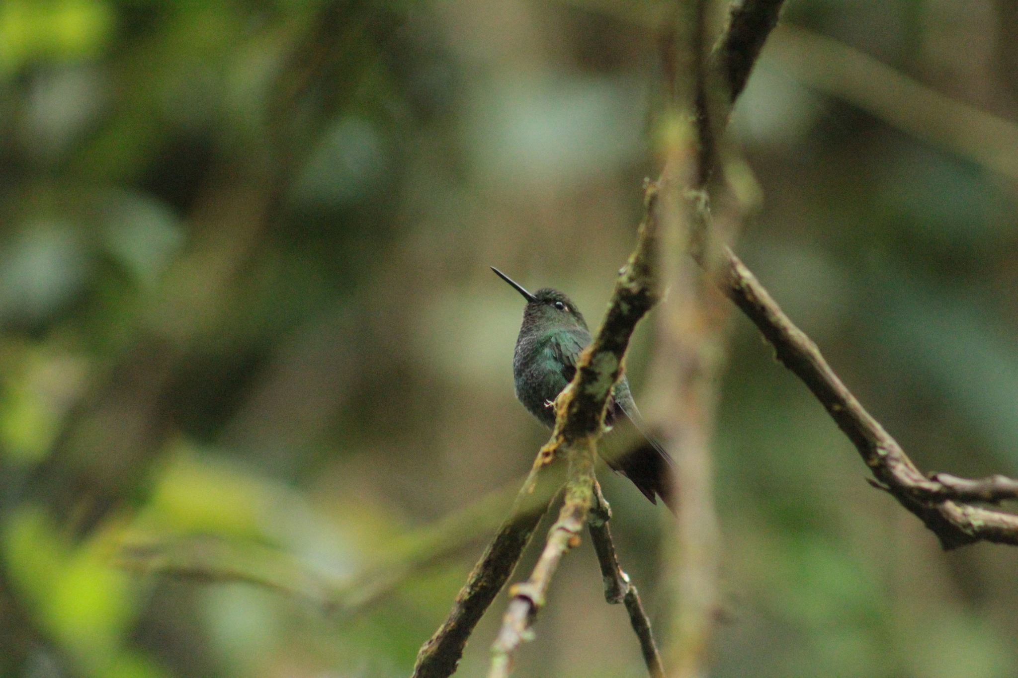 Greenish Puffleg illustration