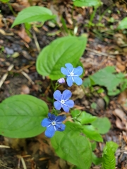 Omphalodes
