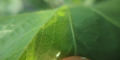 Alchemilla tubulosa