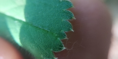 Alchemilla tubulosa