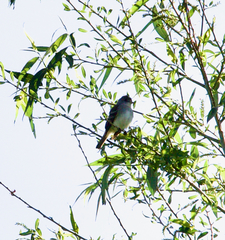 Vireo solitarius