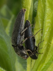 Melanotus punctolineatus