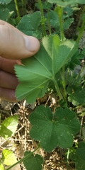 Alchemilla tubulosa