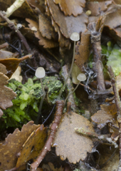 Mycena subdebilis