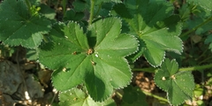 Alchemilla tubulosa