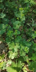 Alchemilla tubulosa