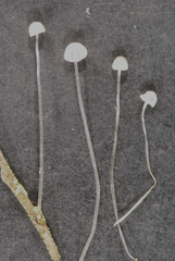 Mycena subdebilis