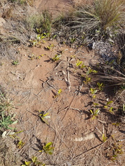 Parinari capensis capensis