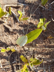 Parinari capensis capensis