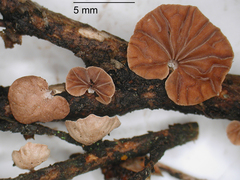 Gymnopus subsupinus