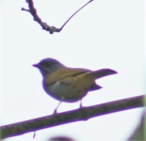 Blue-capped Tanager (Sporathraupis cyanocephala), photo 8
