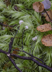 Gloiocephala nothofagi