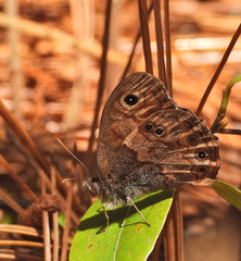 Paramacera xicaque xicaque