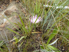 Delosperma sutherlandii