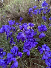 Polygala microphylla