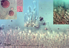 Gloiocephala nothofagi