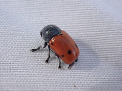 Cryptocephalus obliteratifer