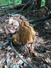 Gyromitra korfii