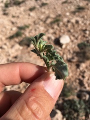 Acleisanthes diffusa